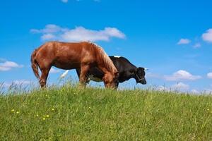 Horse and a cow grazing in a field